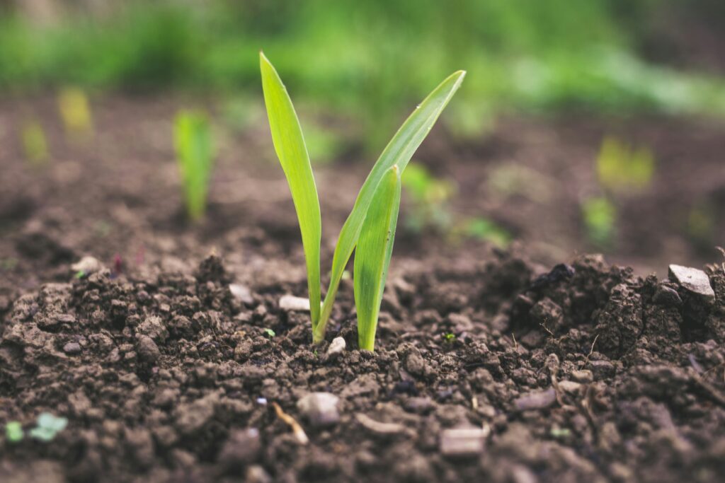 Two small green plant sprouts emerging from dark, moist soil in a garden setting, with a blurred background of earth and more seedlings.