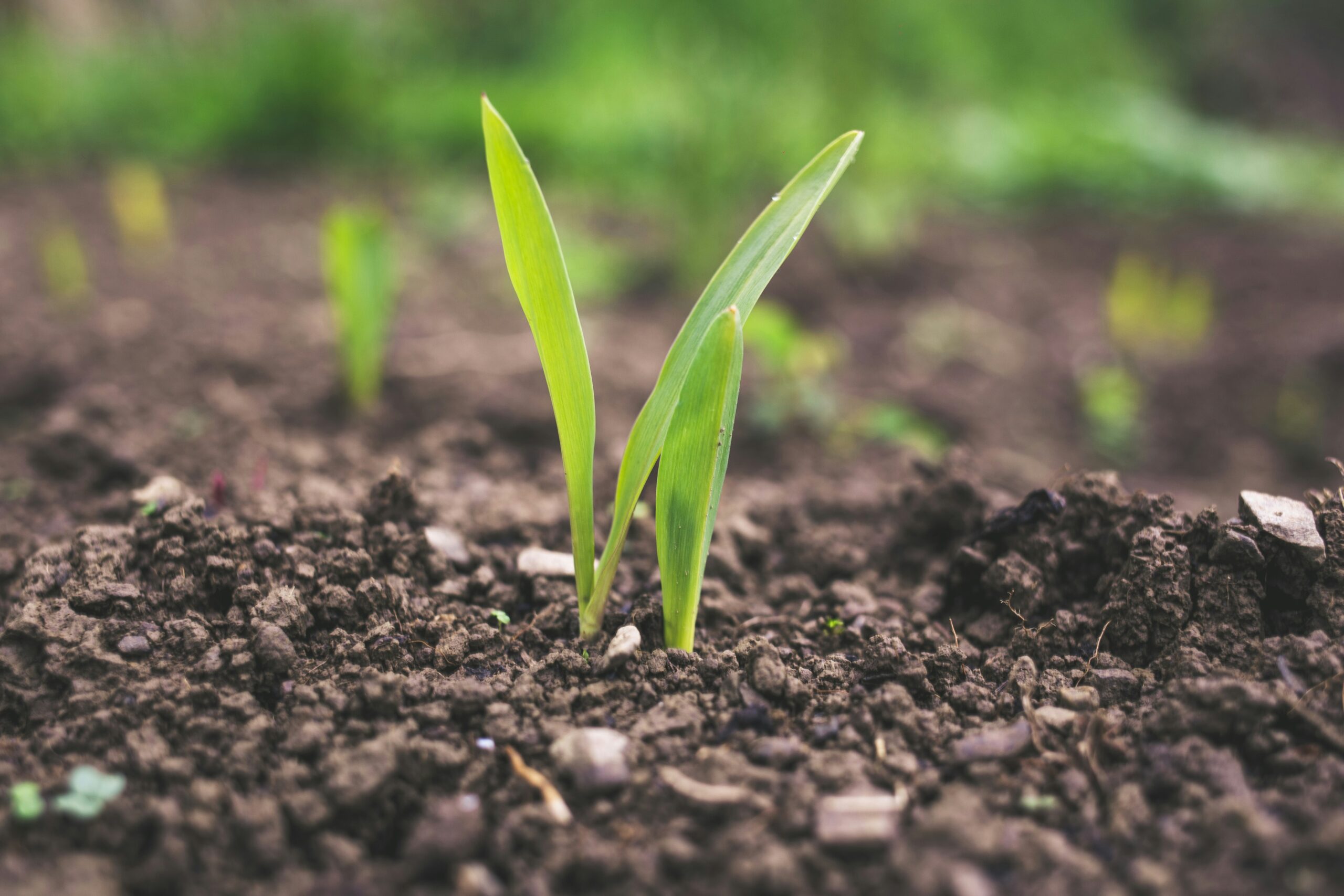 Two small green plant sprouts emerging from dark, moist soil in a garden setting, with a blurred background of earth and more seedlings.